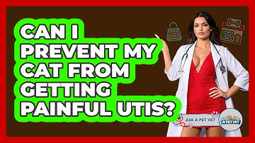 Can I Prevent My Cat From Getting Painful UTIs? - Ask A Pet Vet