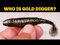 This Is The New Gold Digger Paddletail And The Best Way To Rig It