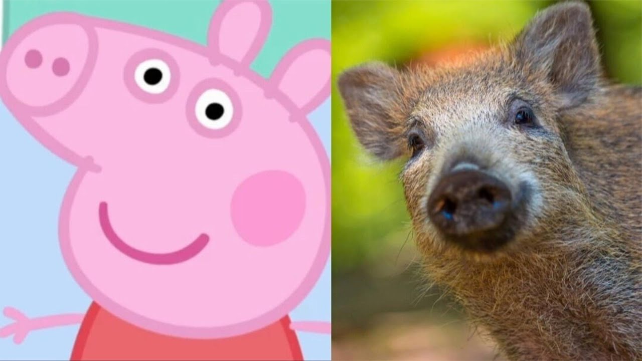 【味增正傳】佩骑和普通野猪的区别