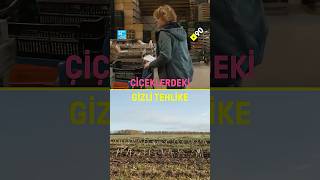 Çiçeklerdeki Gizli Tehlike: Hollandada Pestisit Tartışması Resimi