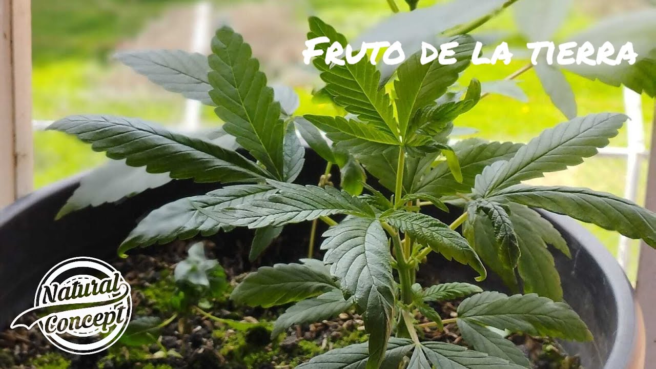 Natural Concept - Fruto de la tierra (Official Music Video)