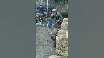 Ginapang Ung Mga Isdang Sumabit 