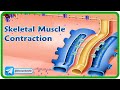 Skeletal Muscle Contraction Mechanisms and Functions