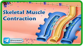 Skeletal Muscle Contraction and Relaxation Physiology Animation / Excitation Contraction Coupling 💪