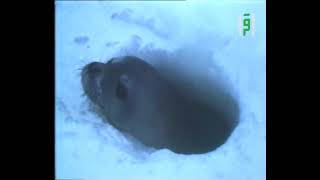 بحر النور ج1|| العلم والإيمان مع د. مصطفى محمود