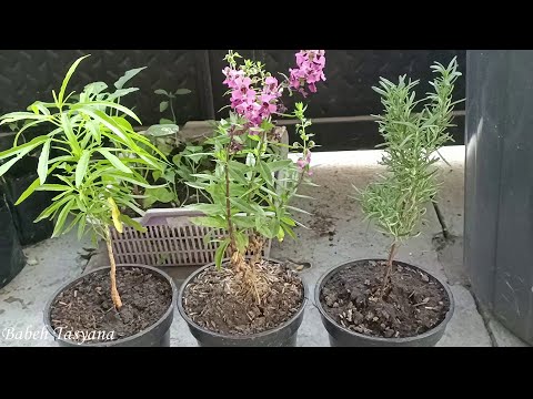 Video: Apakah tanaman lavender dapat mengusir serangga?