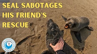 Seal Sabotages His Friend's Rescue