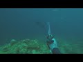 Drizzly Spearfishing | Unfortunate Grouper Encounter