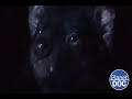 It has a bad reputation: this is the Tasmanian devil, which lives in Australia (FULL DOCUMENTARY)