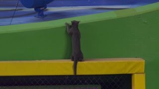 Cat shows off athleticism on outfield wall