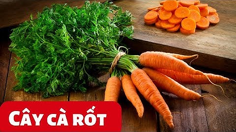 Dạy bé học cây cà rốt  | Bé nhận biết các loại hoa quả trái cây - Song ngữ anh - việt #carrot