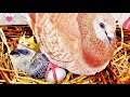 Pigeon Evolution (4K) 鴿子生命週期 + How Pigeons Feed A New Born