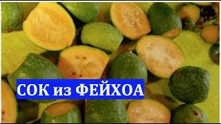 #13. Сок из фейхоа. Рецепт #13. Сок из фейхоа. Рецепт