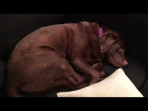 Video: Šunų mirties nuo vėžio simptomai ir simptomai