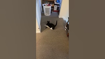 Cat falls downstairs and dies *NOT REAL*