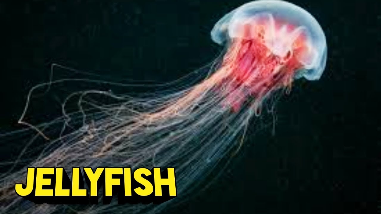 JELLYFISH Jellyfish Attacks Goa Beaches Jellyfish Facts
