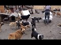 ОНИ ВАС ЖДУТ.Приют для собак"КОВЧЕГ".Shelter for animals "ARK". Odessa.