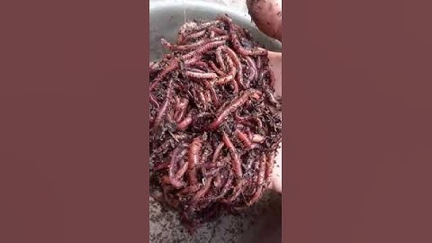 cacing naga laut merah, umpan galatama lele