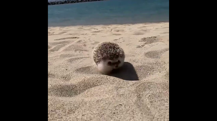 feisty hedgehog