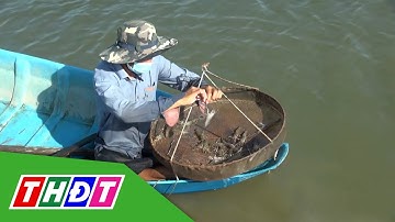 Tôm càng xen canh trúng mùa được giá | THDT