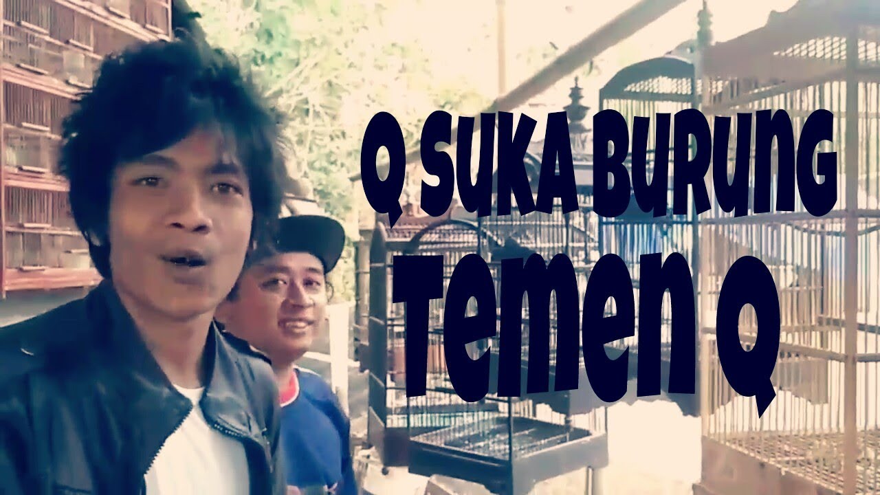 Cara ternak burung lovebird 