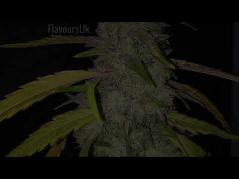 Royal Queen Seeds Green Gelato u0026 Barneys Farm Gorilla Zkittlez Garden of Exotics - FlavoursUk Part 2