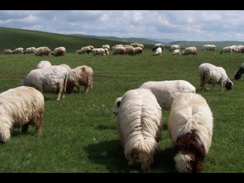 Video: Logistikada informasiya axınları bunlardır Konsepsiya və təsnifat, xüsusiyyətlər və nümunələr