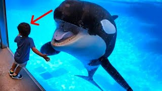 An amazing encounter between an orca and a young boy changed his life!