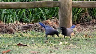 BIRD, PURPLISH JAY (CYANOCORAX CYANOMELAS), GRALHA-DO-PANTANAL, Visiting the yard in search of food.