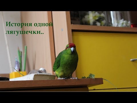 ИСТОРИЯ МОЕГО ПИТОМЦА | ПОПУГАЙ КАКАРИКИ ЖАБА | PetMania