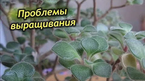 Трудности при выращивании аихризона.