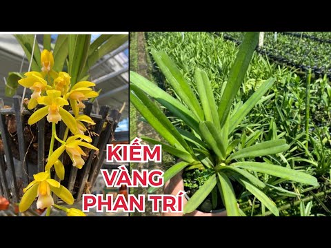 KIẾM VÀNG PHAN TRÍ (GH): THÂN THỦ ĐẸP, 4 CỦ GIÁ 500 NGÀN | Foci