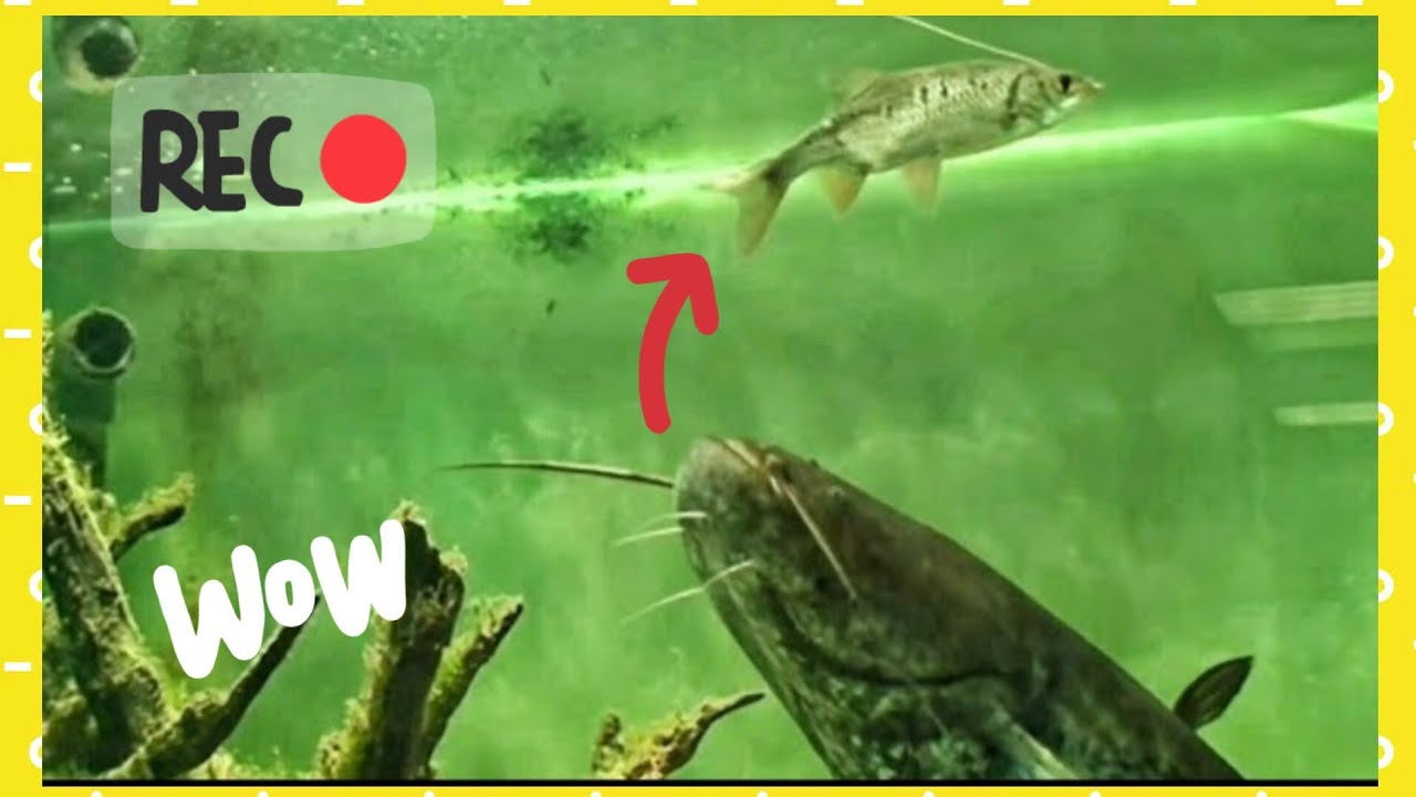 CATFISH FEEDING BEHAVIOR IN AQUARIUM: IS THE CATFISH INTELLIGENT? by CATFISH WORLD