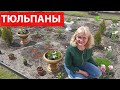 Как сажать тюльпаны осенью