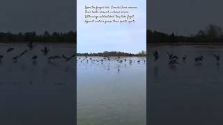 A Dance on Frozen Waters: The Geese&#39;s Exodus #canadageese #ontario #shortvideo