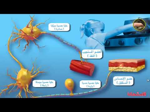 فيديو: أين توجد الخلايا العصبية للترحيل في القوس الانعكاسي؟