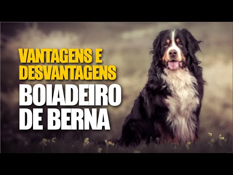 Vídeo: Cães de montanha berneses perdem muito pelo?