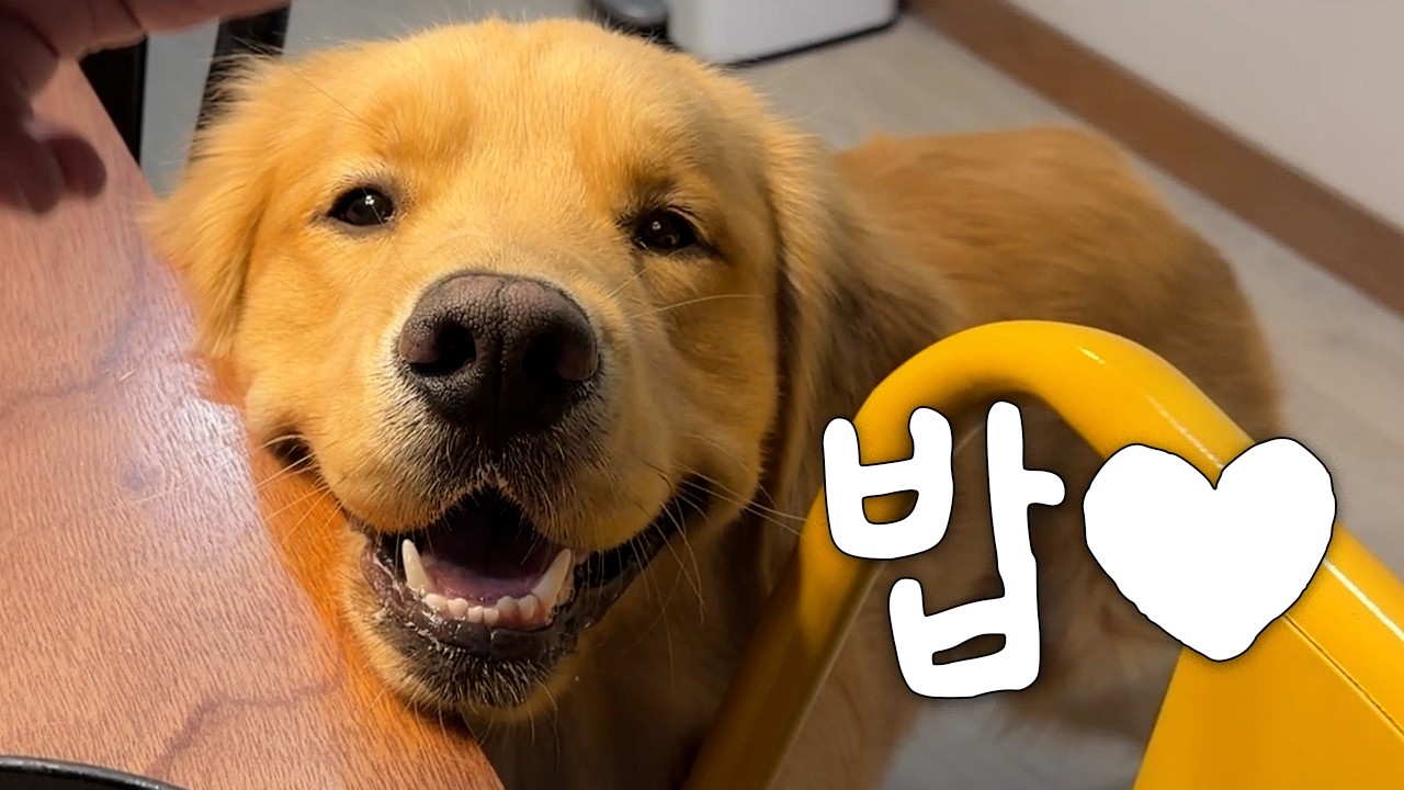 골댕이를 행복하게 만드는 비결 (🌲제주여행 6탄 )