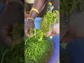 How fast can you shred Sukumawiki/Kale/Collard Greens by hand?