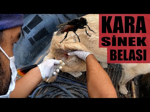 Video: Köpeklerde Sinekler (Kurtçuklar)