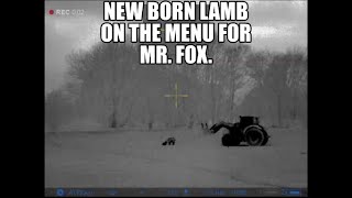LAMB BORN, AND 3 MINUTES LATER THE FOX ARRIVES TO TAKE IT.