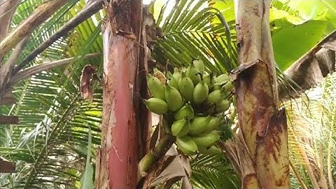 Buồng chuối mọc giữa thân cây chuối , độc lạ quá xá