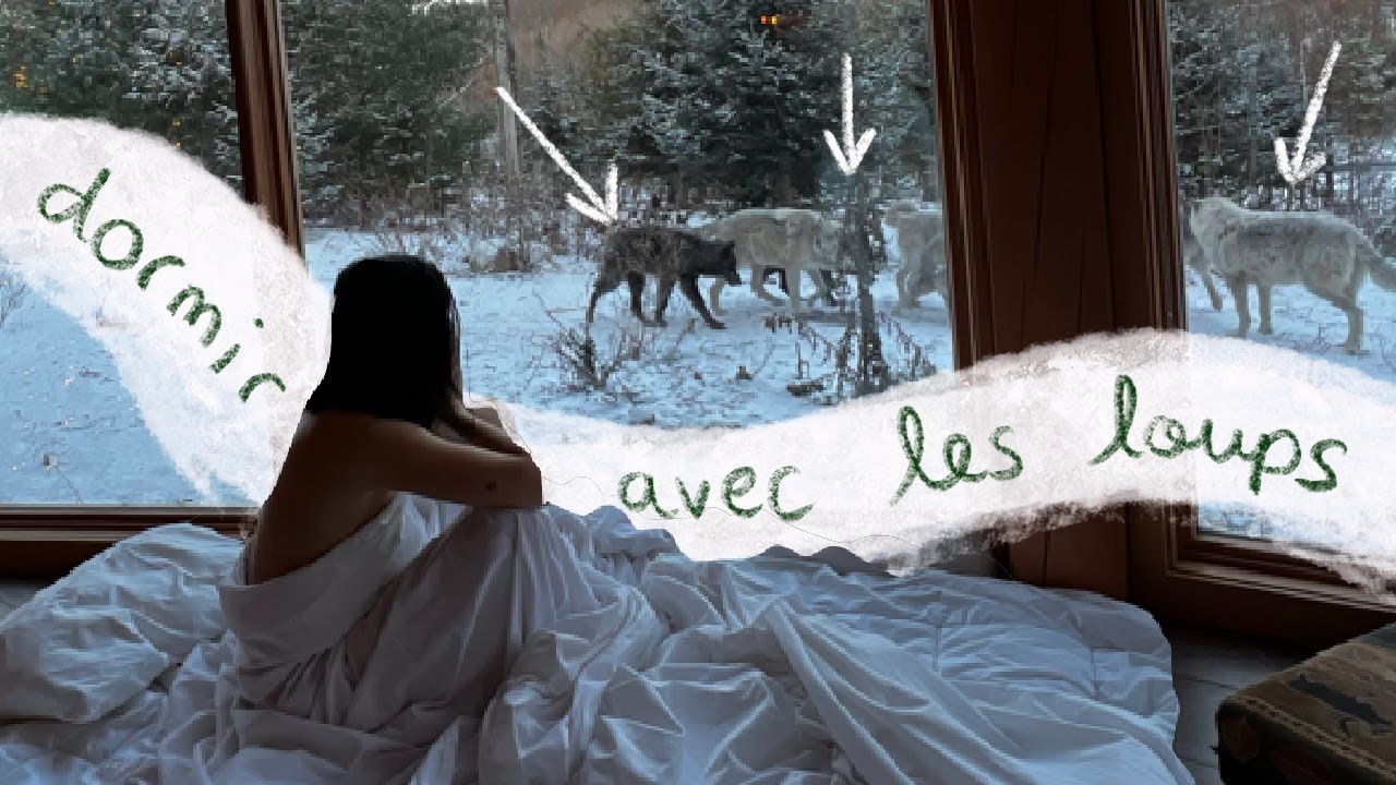 Dormir avec les loups 🐺 VLOGMAS 17 YouTube Dormir avec les loups 🐺 VLOGMAS 17 YouTube