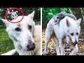 This Awesome Dog Adopts Orphaned Opossum 😲