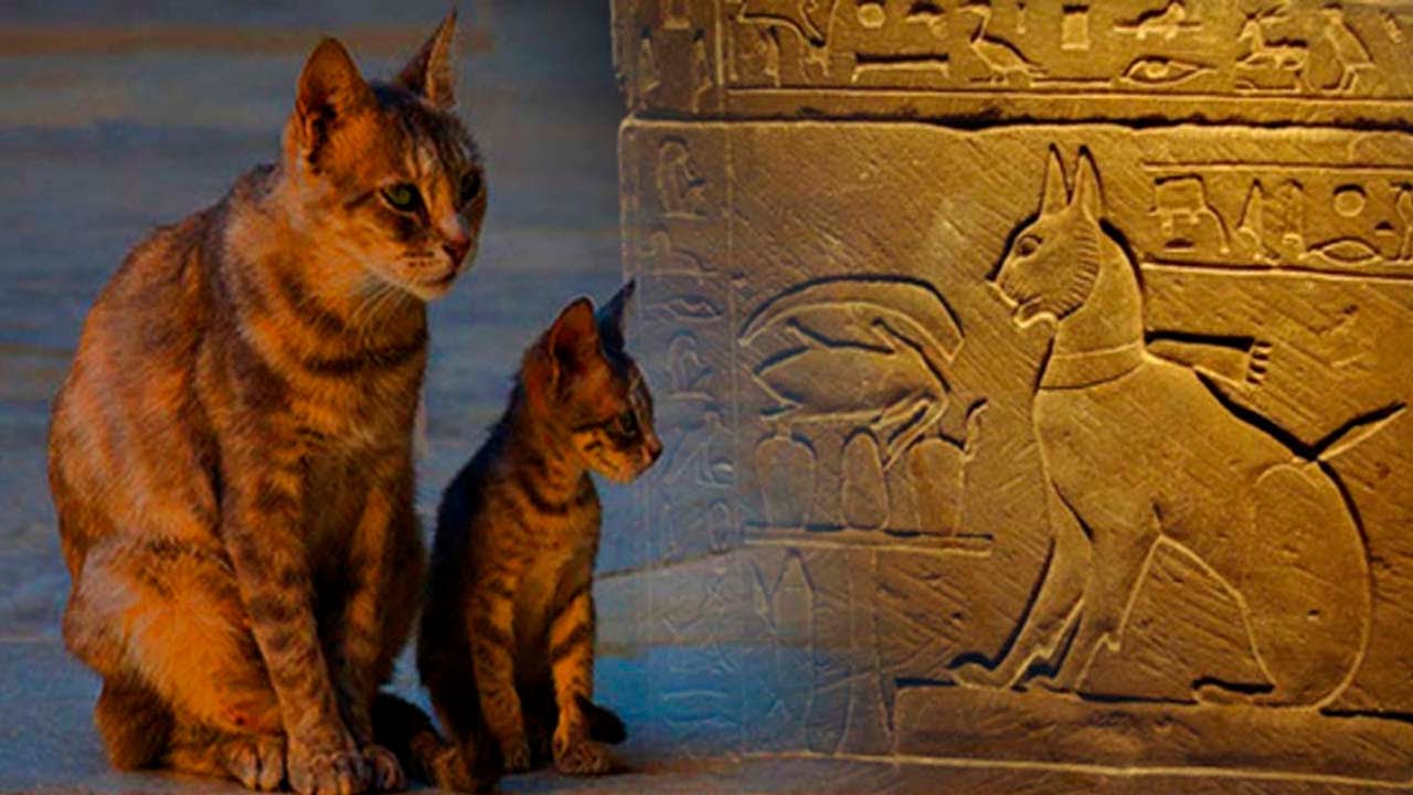 Египет первый появился. Египетская кошка в древнем Египте. Зоолатрия в древнем Египте. Одомашнивание кошки в древнем Египте. Происхождение кошек древний Египет одомашнивание.