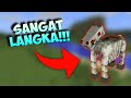 5 Mob Yang PALING LANGKA Di Minecraft