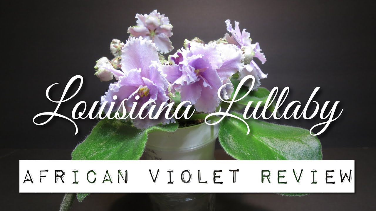 LOUISIANA LULLABY - African Violet Review