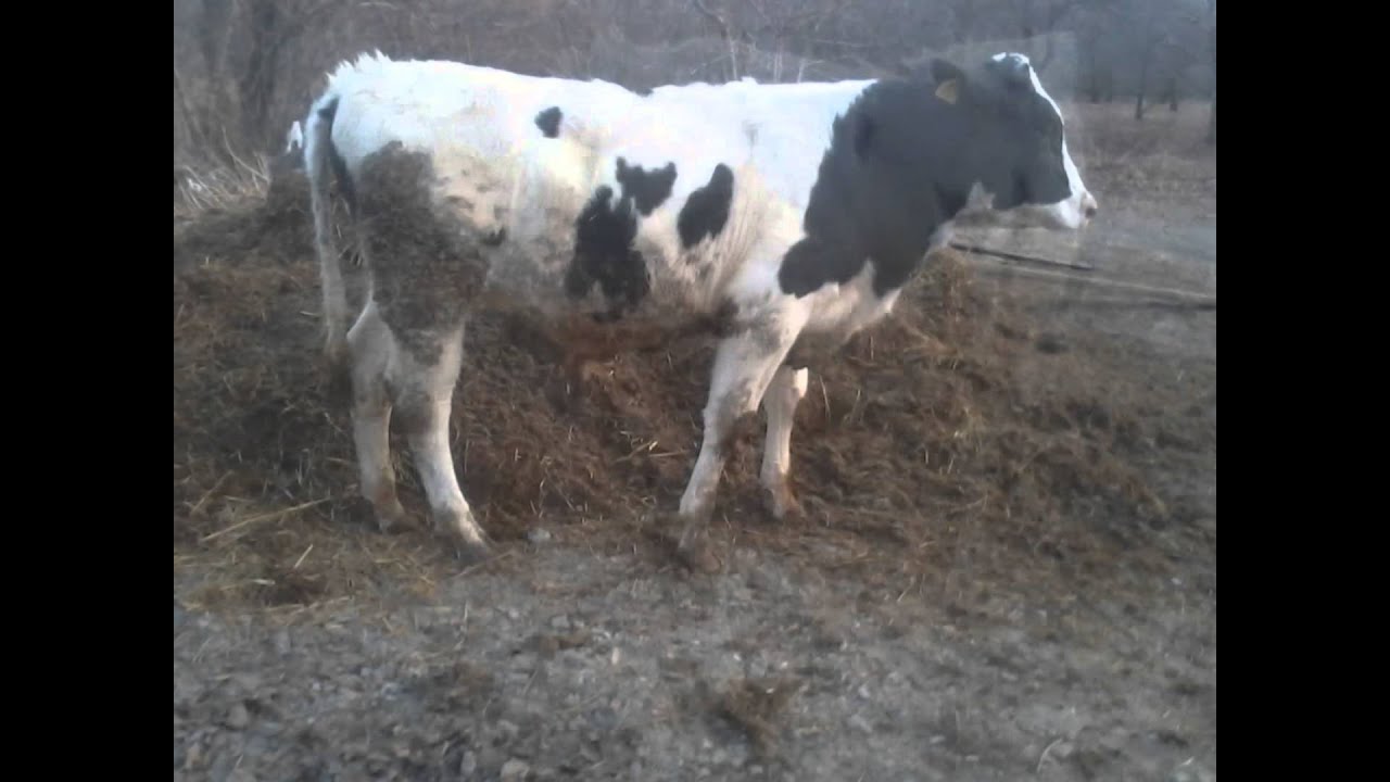 belçika mavisi  x hostain