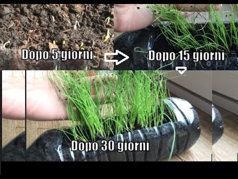 Video: Propagazione dei semi di erba cipollina - Come coltivare l'erba cipollina dai semi