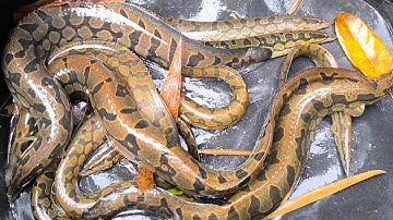 SUỐI LẠNH • Thiên Đường Của Cá Chạch Lấu